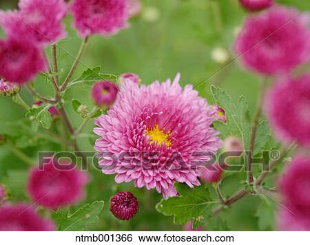 Chrysanth flowers View Large Photo Image Stock Photograph - Chrysanth flowers. Fotosearch
