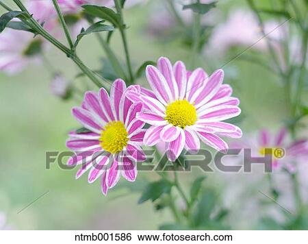 Stock Photograph - Chrysanth flowers. Fotosearch