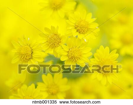 Chrysanth flowers View Large Photo Image Stock Photography - Chrysanth flowers. Fotosearch