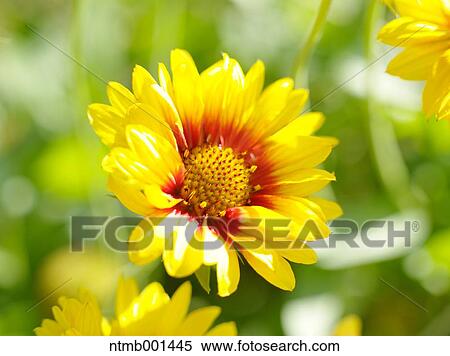 Chrysanth flowers View Large Photo Image Stock Photography - Chrysanth flowers. Fotosearch