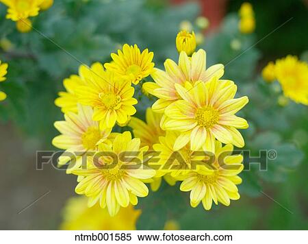 Chrysanth flowers View Large Photo Image Stock Photography - Chrysanth flowers. Fotosearch