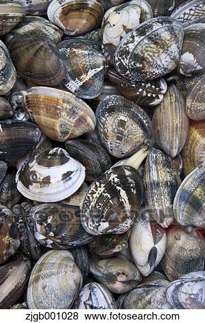 Clam shells View Large Photo Image Stock Photo - Clam shells. Fotosearch