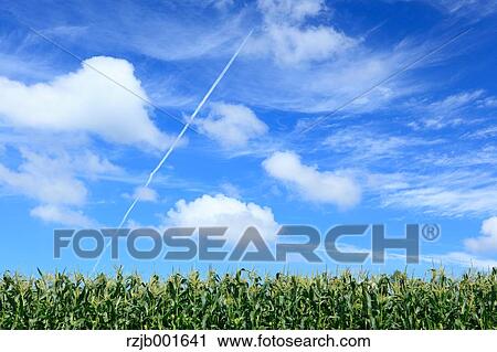 Stock Image - Corn field and sky with clouds, Hokkaido. Fotosearch