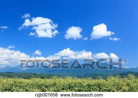 Stock Photo - Corn field and sky with clouds, Hokkaido. Fotosearch