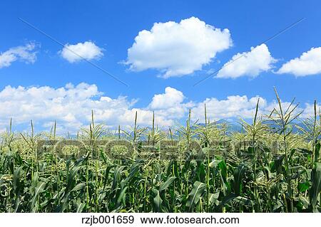 Corn field and sky with clouds, Hokkaido View Large Photo Image Stock Photo - Corn field and sky with clouds, Hokkaido. Fotosearch