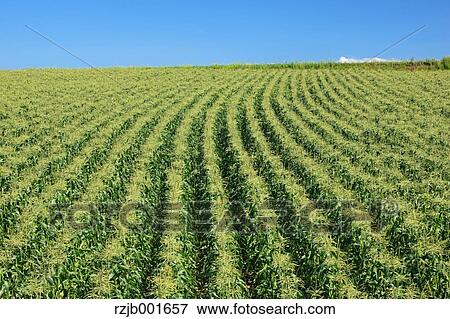 Corn field, Hokkaido View Large Photo Image Stock Photo - Corn field, Hokkaido . Fotosearch