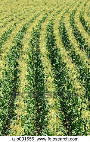 Stock Photograph - Corn field, Hokkaido . Fotosearch