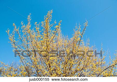 Cornus flowers and sky View Large Photo Image Stock Photography - Cornus flowers and sky. Fotosearch