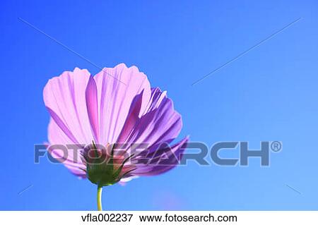 Cosmos and blue sky View Large Photo Image Stock Photo - Cosmos and blue sky. Fotosearch