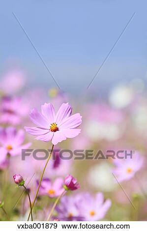 Stock Photo - Cosmos and blue sky. Fotosearch