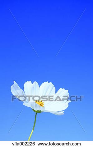 Cosmos and blue sky View Large Photo Image Stock Photograph - Cosmos and blue sky. Fotosearch