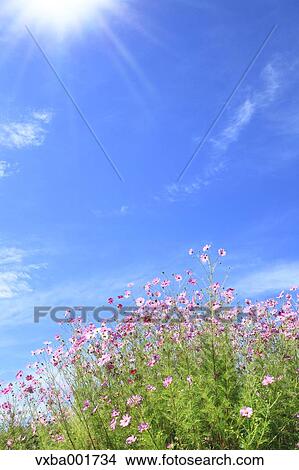 Cosmos and blue sky with clouds View Large Photo Image Picture - Cosmos and blue sky with clouds. Fotosearch