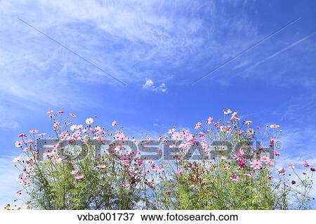 Cosmos and blue sky with clouds View Large Photo Image Stock Photo - Cosmos and blue sky with clouds. Fotosearch