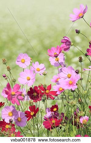 Stock Photo - Cosmos flowers. Fotosearch