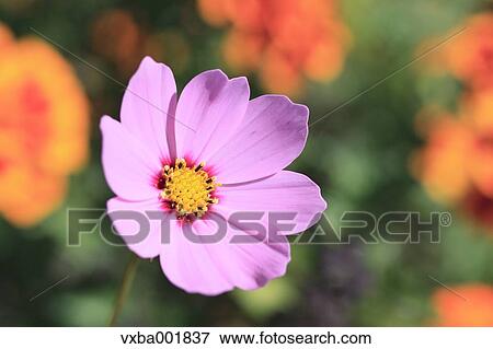 Cosmos View Large Photo Image Stock Photo - Cosmos. Fotosearch