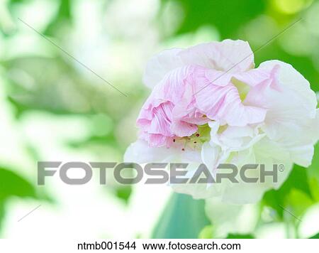 Cotton Rosemallow View Large Photo Image Picture - Cotton Rosemallow. Fotosearch