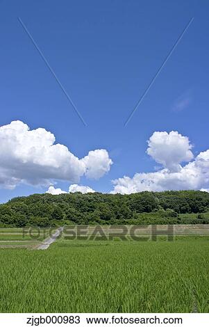 Stock Image - Countryside at summer, Osaka Prefecture. Fotosearch