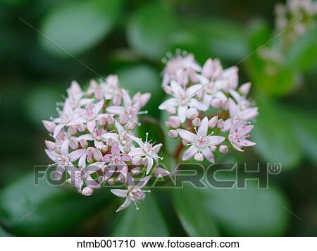 Crassula flowers View Large Photo Image Stock Image - Crassula flowers. Fotosearch