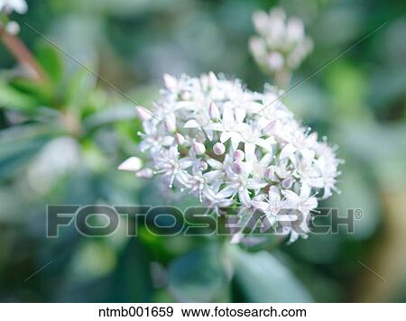 Crassula flowers View Large Photo Image Stock Photo - Crassula flowers. Fotosearch