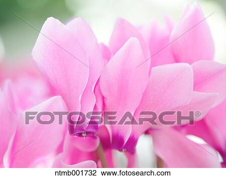 Cyclamen View Large Photo Image Stock Image - Cyclamen. Fotosearch