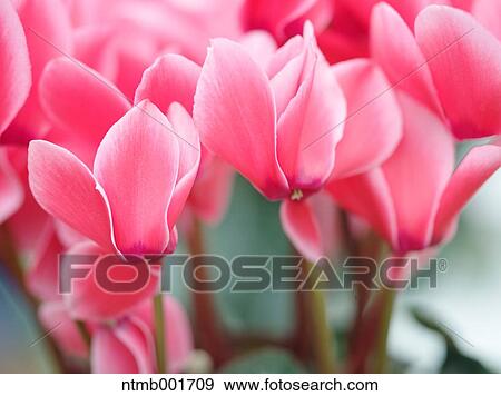 Cyclamen View Large Photo Image Stock Photo - Cyclamen. Fotosearch