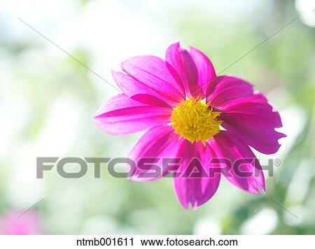 Dahlia flower View Large Photo Image Stock Image - Dahlia flower. Fotosearch