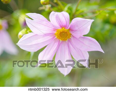 Dahlia flower View Large Photo Image Stock Photography - Dahlia flower. Fotosearch