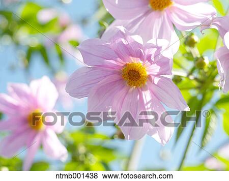 Dahlia flowers View Large Photo Image Stock Photo - Dahlia flowers. Fotosearch