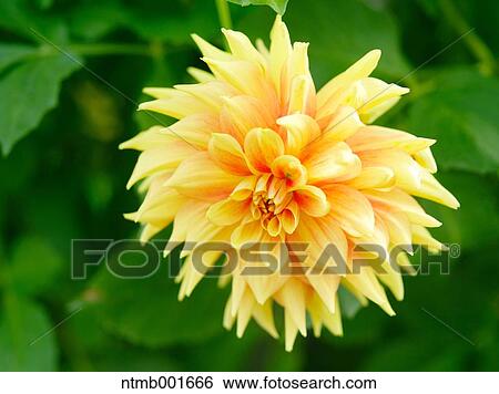 Dahlia View Large Photo Image Stock Photograph - Dahlia. Fotosearch