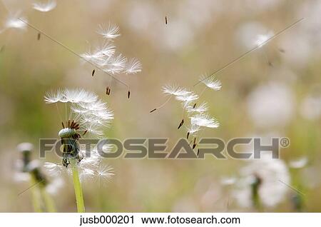 Dandelion seeds View Large Photo Image Stock Image - Dandelion seeds. Fotosearch