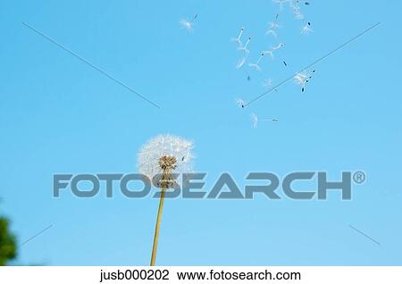 Dandelion seeds View Large Photo Image Stock Image - Dandelion seeds. Fotosearch