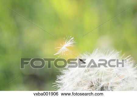 Dandelion seeds View Large Photo Image Stock Photograph - Dandelion seeds. Fotosearch