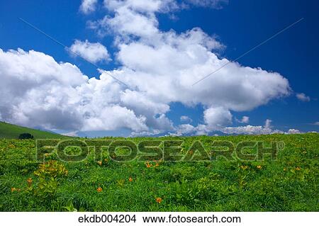 Daylily field and blue sky with clouds View Large Photo Image Picture - Daylily field and blue sky with clouds. Fotosearch