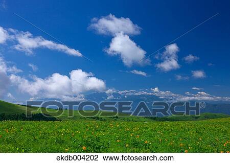 Stock Image - Daylily field and blue sky with clouds. Fotosearch