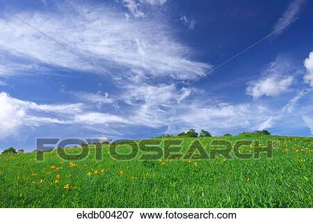 Daylily field and blue sky with clouds View Large Photo Image Stock Photo - Daylily field and blue sky with clouds. Fotosearch
