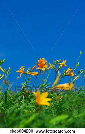 Daylily flowers and blue sky View Large Photo Image Stock Image - Daylily flowers and blue sky. Fotosearch