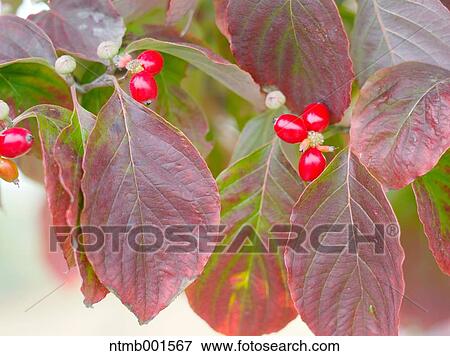 Dogwood View Large Photo Image Stock Photo - Dogwood. Fotosearch