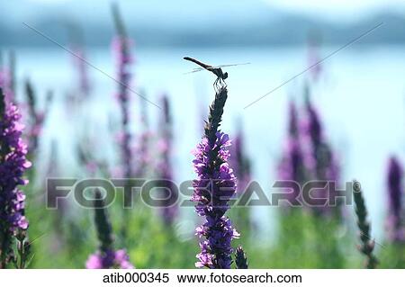 Dragonfly on a flower View Large Photo Image Stock Photography - Dragonfly on a flower. Fotosearch