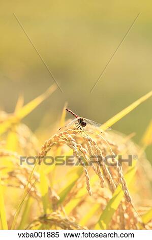 Stock Photography - Dragonfly on rice ear. Fotosearch