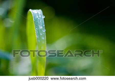 Drops of water on green leaf View Large Photo Image Stock Image - Drops of water on green leaf. Fotosearch