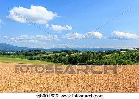 Early summer in the countryside, Hokkaido View Large Photo Image Stock Photograph - Early summer in the countryside, Hokkaido. Fotosearch