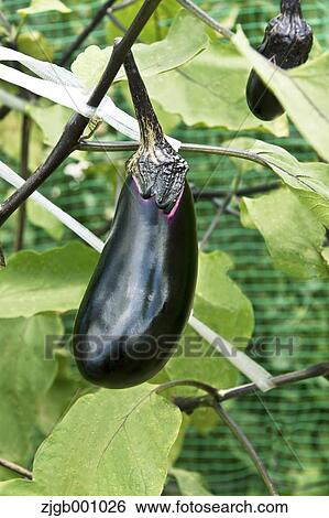 Eggplant View Large Photo Image Stock Photograph - Eggplant. Fotosearch