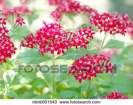 Egyptian star cluster View Large Photo Image Stock Image - Egyptian star cluster. Fotosearch