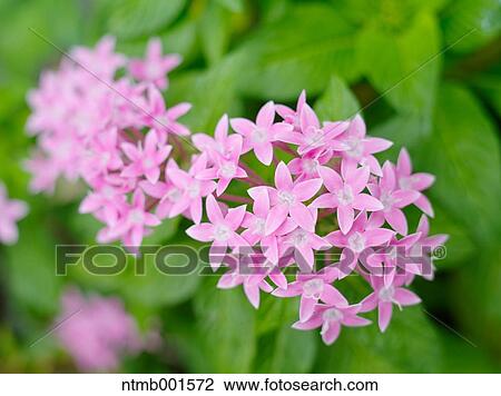 Egyptian star cluster View Large Photo Image Stock Image - Egyptian star cluster. Fotosearch