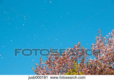 Falling cherry blossoms and blue sky View Large Photo Image Stock Image - Falling cherry blossoms and blue sky. Fotosearch