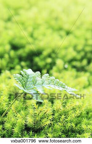 Fern leaf and moss View Large Photo Image Stock Photograph - Fern leaf and moss. Fotosearch