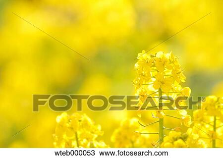 Field mustard View Large Photo Image Stock Image - Field mustard. Fotosearch