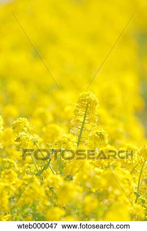 Field mustard View Large Photo Image Stock Photo - Field mustard. Fotosearch