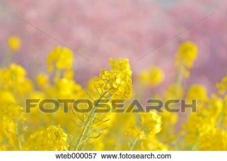 Field mustard View Large Photo Image Stock Photo - Field mustard. Fotosearch