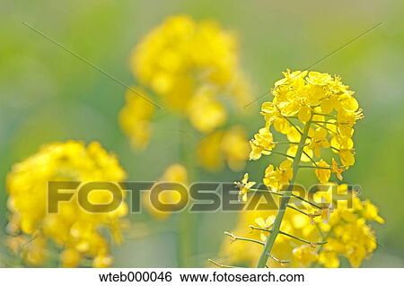 Field mustard View Large Photo Image Stock Photograph - Field mustard. Fotosearch